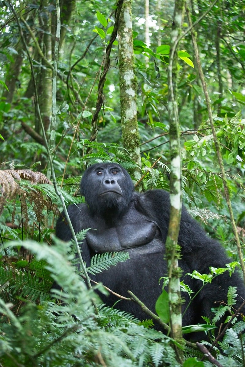 Jungle Trekking