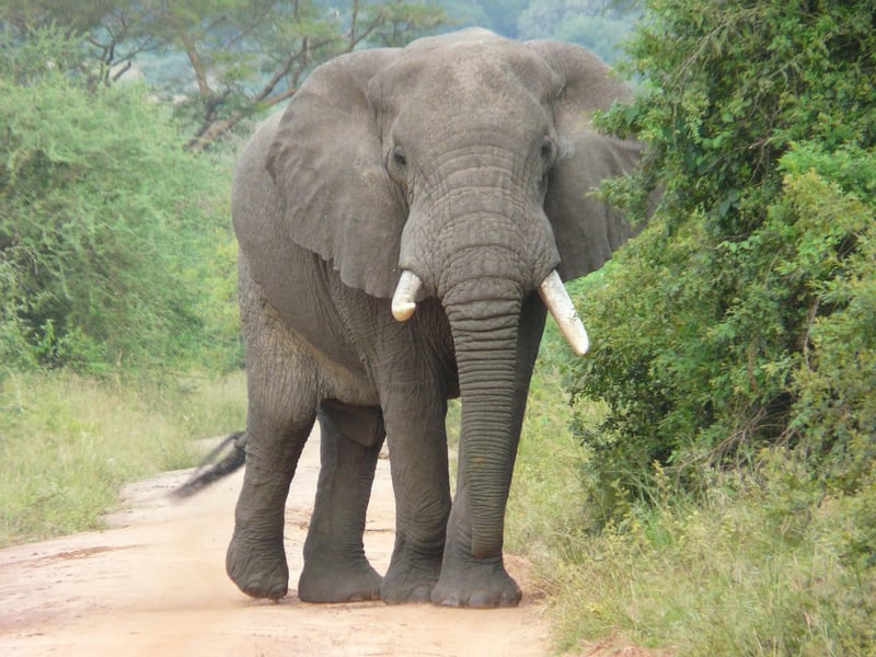 Safari Tours