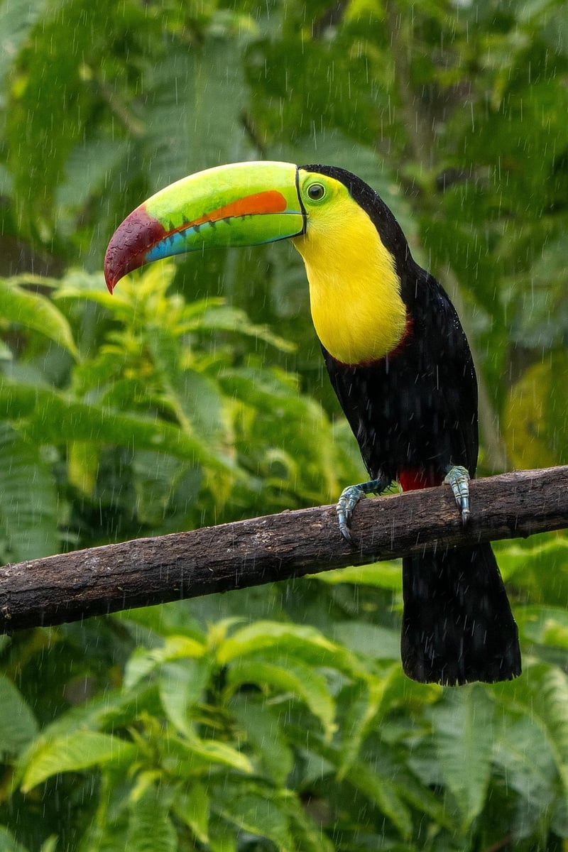 Costa Rica Jungle Trekking